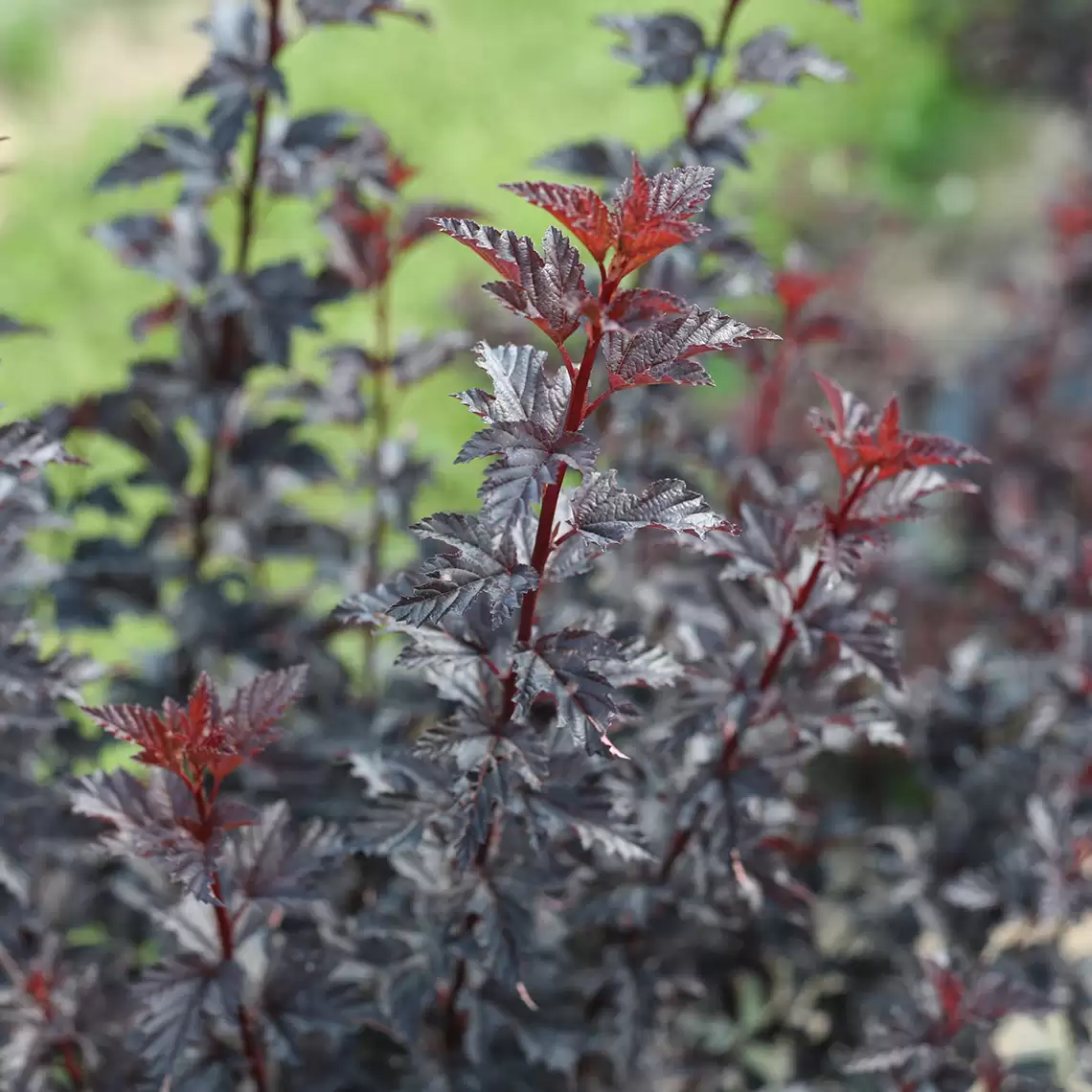 Close up of dark Summer Wine Black Physocarpus foliage